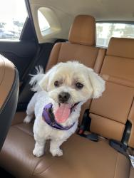 Reunited Male Dog last seen Meyer rd, Whittier, CA 90604