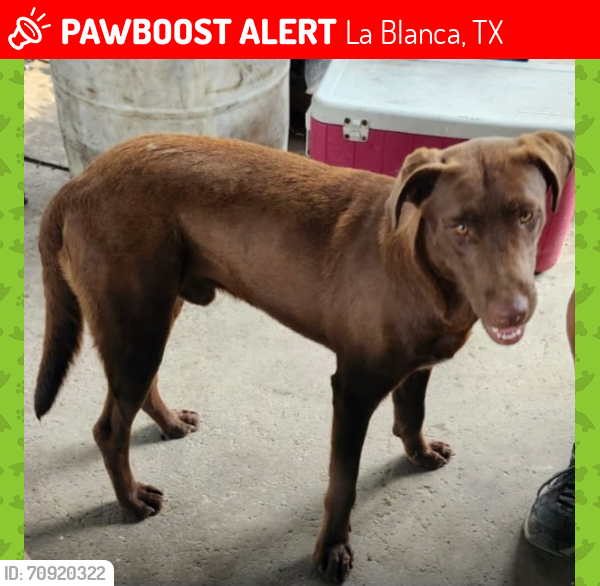 Lost Male Dog last seen FM 493/ HWY 107 , La Blanca, TX 78543