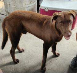 Lost Male Dog last seen FM 493/ HWY 107 , La Blanca, TX 78543