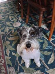 Lost Male Dog last seen Near South Wayne Avenue, Fort Wayne, IN 46807