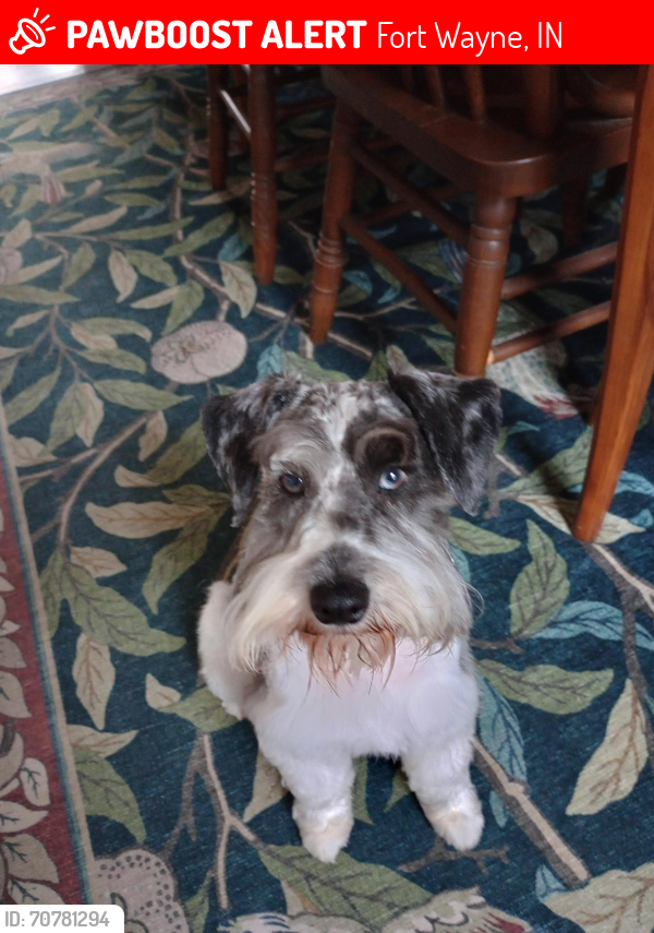 Lost Male Dog last seen Near South Wayne Avenue, Fort Wayne, IN 46807