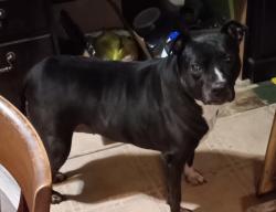 Lost Female Dog last seen New Haven & Oxford Rd, Harrison, OH 45030