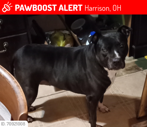 Lost Female Dog last seen New Haven & Oxford Rd, Harrison, OH 45030