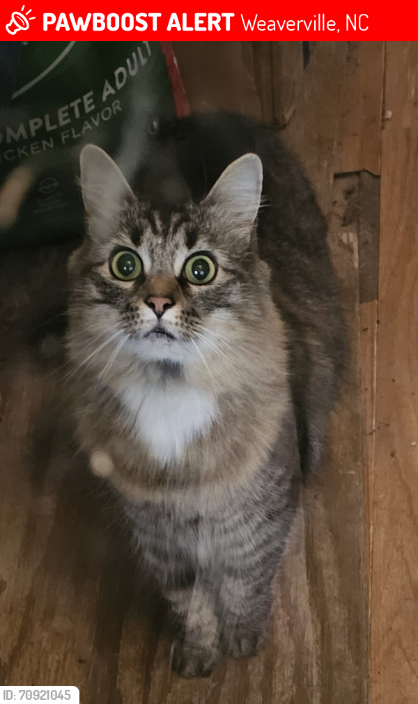 Lost Female Cat last seen , Weaverville, NC 28787