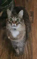 Lost Female Cat last seen , Weaverville, NC 28787