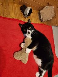 Lost Male Cat last seen Barefoot Landing Camping Resort, Marion, NC 28752