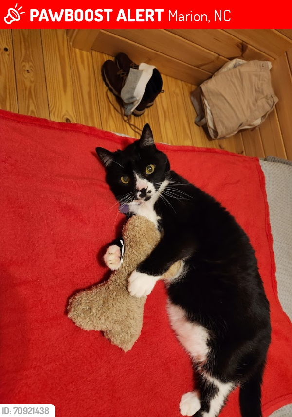 Lost Male Cat last seen Barefoot Landing Camping Resort, Marion, NC 28752