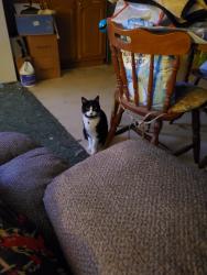 Lost Male Cat last seen Faust Rd., Conneaut Lakeshore, PA 16316