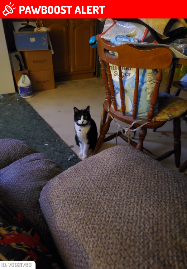 Lost Male Cat last seen Faust Rd., Conneaut Lakeshore, PA 16316