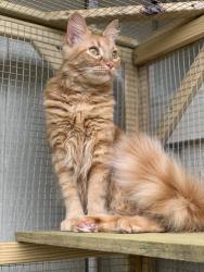 Lost Female Cat last seen Woodland Park Dr & Briar Forest, Houston, TX 77077