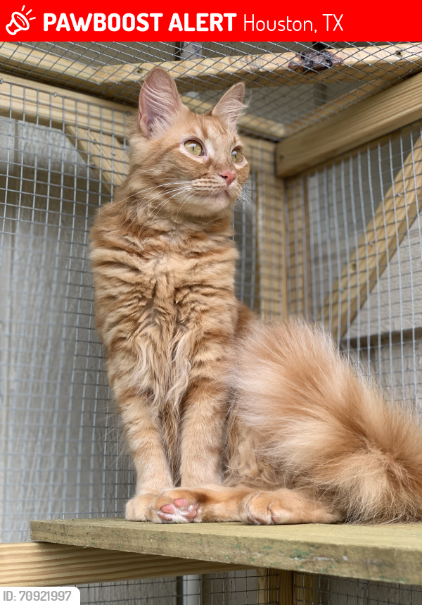 Lost Female Cat last seen Woodland Park Dr & Briar Forest, Houston, TX 77077