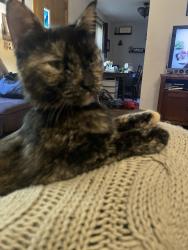 Lost Female Cat last seen Idlewood and Collins in Penn Hills, Penn Hills, PA 15235