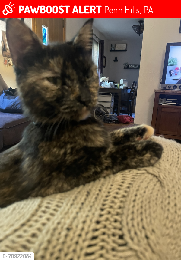 Lost Female Cat last seen Idlewood and Collins in Penn Hills, Penn Hills, PA 15235