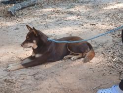 Reunited Male Dog last seen A convenient store, Winder, GA 30680