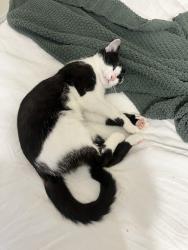 Reunited Male Cat last seen Poplar st and Brian rd, Aberdeen, NC 28315