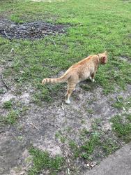 Lost Male Cat last seen Near FM 2339 Murchison texas, Murchison, TX 75778