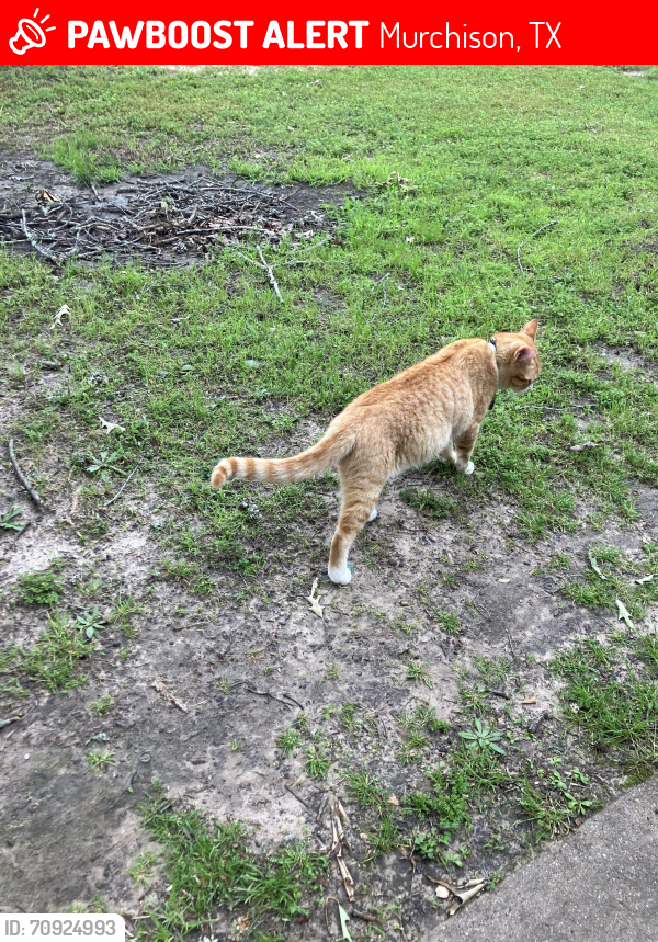 Lost Male Cat last seen Near FM 2339 Murchison texas, Murchison, TX 75778