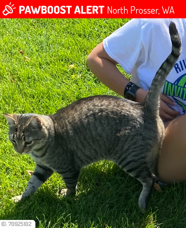 Lost Male Cat last seen North Missimer Road and Albro Road, Prosser, North Prosser, WA 99350