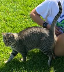 Lost Male Cat last seen North Missimer Road and Albro Road, Prosser, North Prosser, WA 99350