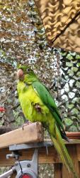 Lost Unknown Bird last seen Near Pride Drive and judge leon ford, Hammond, LA 70401