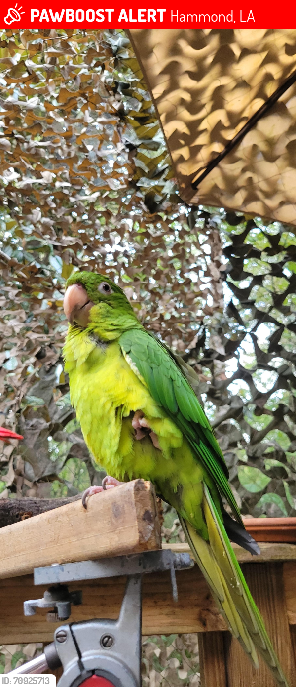 Lost Unknown Bird last seen Near Pride Drive and judge leon ford, Hammond, LA 70401