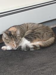 Lost Female Cat last seen Northside Elementary School Pelican Rd, Levittown, NY 11756