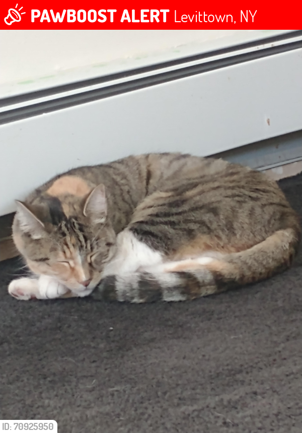 Lost Female Cat last seen Northside Elementary School Pelican Rd, Levittown, NY 11756