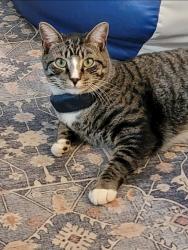 Lost Male Cat last seen Left  at 5am and didn't return. , Goose Creek, SC 29445