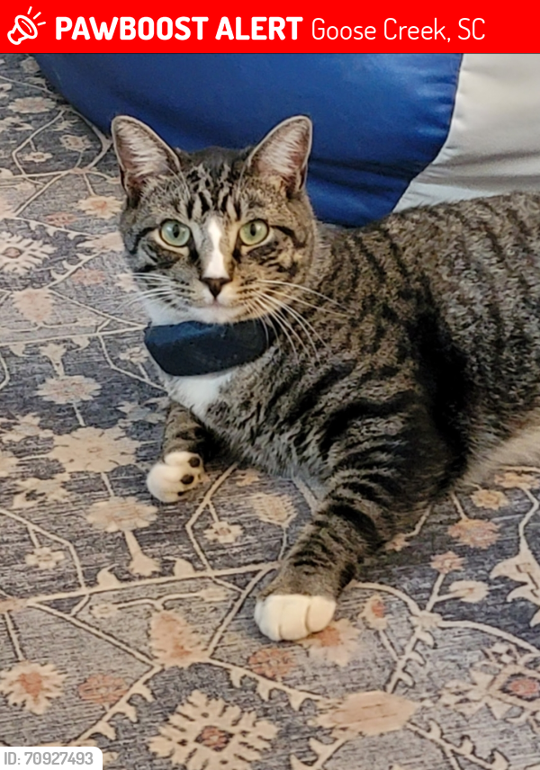 Lost Male Cat last seen Left  at 5am and didn't return. , Goose Creek, SC 29445