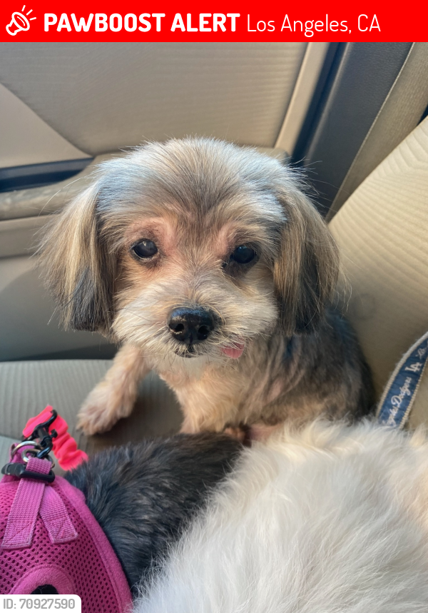 Lost Female Dog last seen 120th street and berendo ave, Los Angeles, CA 90044