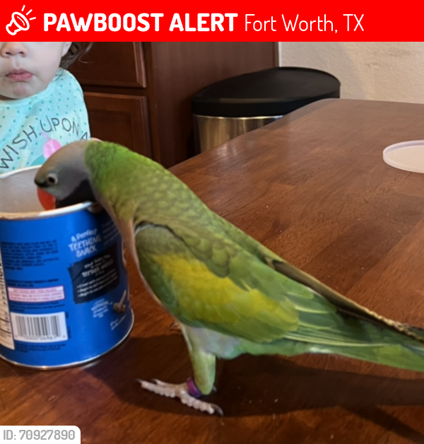 Lost Male Bird last seen Near Walden Wood Dr, Fort Worth, TX 76244