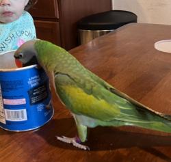 Lost Male Bird last seen Near Walden Wood Dr, Fort Worth, TX 76244