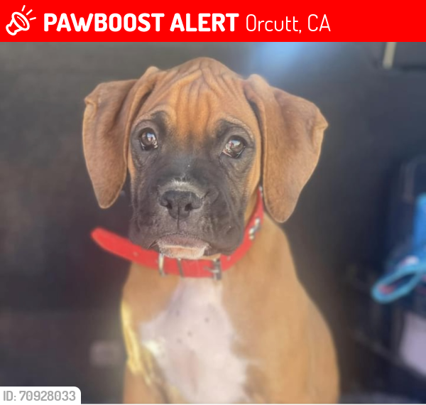 Lost Female Dog last seen Doverlee Drive, Foxenwoods, Orcutt, CA 93455