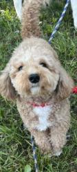 Lost Male Dog last seen Bock Road forthwashington, Fort Washington, MD 20745