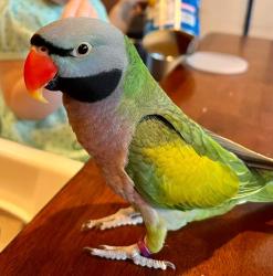 Lost Male Bird last seen Timberland & Riverside , Fort Worth, TX 76244