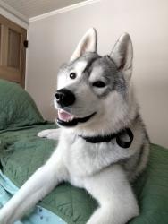 Lost Male Dog last seen  Hotchkiss rd. and Bigelow near Rapids rd. on the 