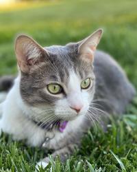 Lost Male Cat last seen Cline Ave next to Main Street, Hurricane, WV 25526