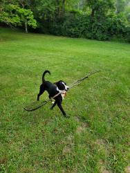 Lost Female Dog last seen New Haven rd and Oxford rd, Harrison, OH 45030