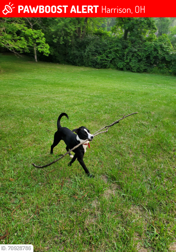 Lost Female Dog last seen New Haven rd and Oxford rd, Harrison, OH 45030