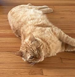 Lost Male Cat last seen Springfield and Adams and Main, Huntington Beach, CA 92648