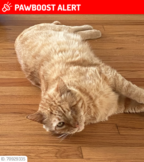 Lost Male Cat last seen Springfield and Adams and Main, Huntington Beach, CA 92648