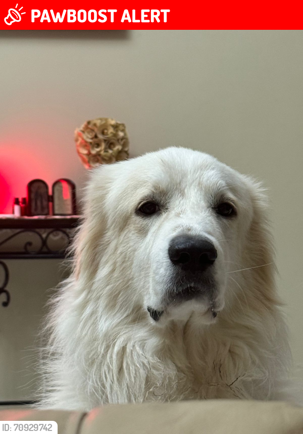 Lost Male Dog last seen Colonia Octavio Silva, Ciudad Río Bravo, Tamps. 88945