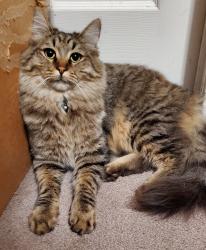 Lost Male Cat last seen Oka Rd near the Los Gatos Gardens Apts, Los Gatos, CA 95032