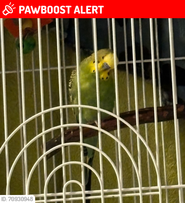 Lost Male Bird last seen Ironia Road and Pleasant Hill Road, Chester Township, NJ 07945