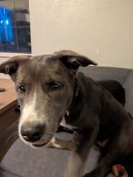 Reunited Female Dog last seen Near E Northrup Dr. Midwest City, OK 73110, Midwest City, OK 73110