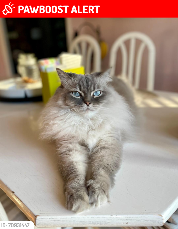 Lost Male Cat last seen Water Lily Court and Prairie Circle, Mississauga, ON L5N 6B5