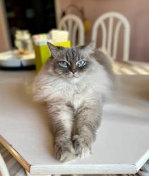 Lost Male Cat last seen Water Lily Court and Prairie Circle, Mississauga, ON L5N 6B5