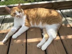 Lost Male Cat last seen A few hses down from the courthouse in Fowler IN, Fowler, IN 47944