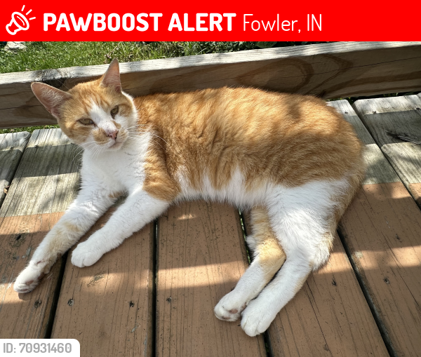 Lost Male Cat last seen A few hses down from the courthouse in Fowler IN, Fowler, IN 47944