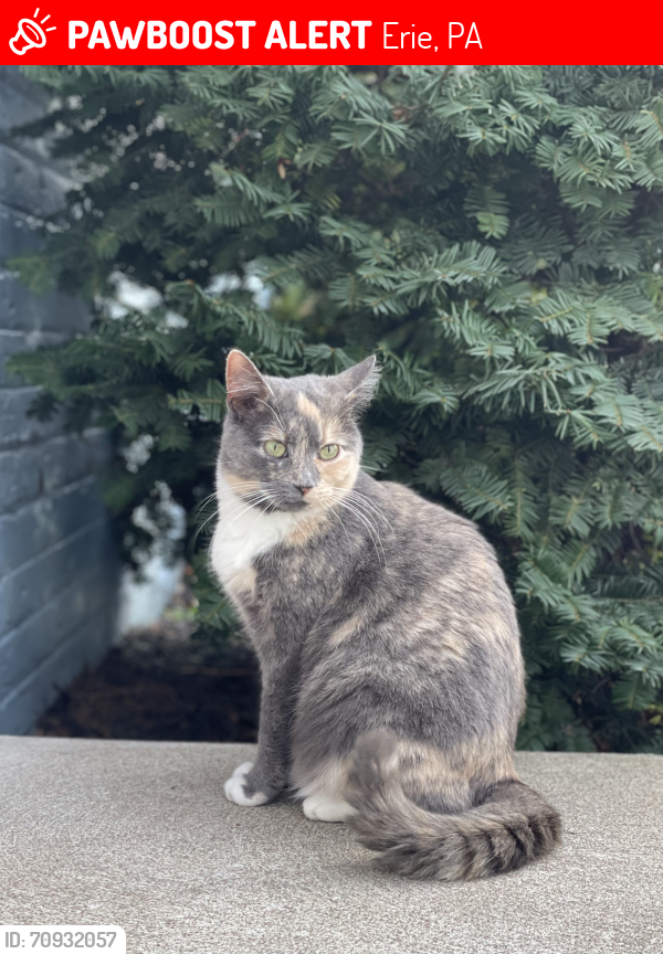 Lost Female Cat last seen Gardner Dr between Bladen and 54th, Erie, PA 16509